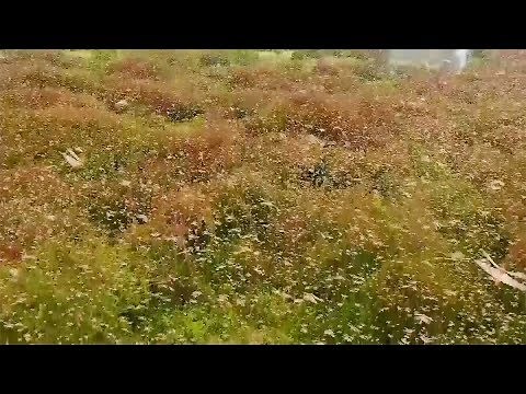 Locust plague: One of the worst agricultural disasters