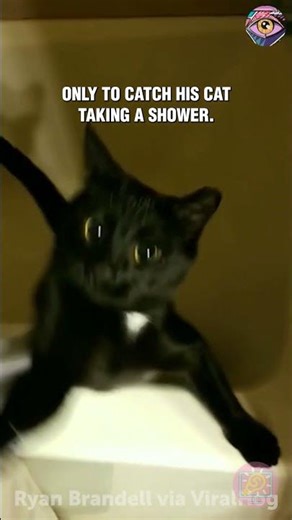 Curiosity vs Privacy: Cat Edition 🐱🚿