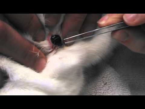 Botfly larvae (Cuterebra) being removed from bunny!!