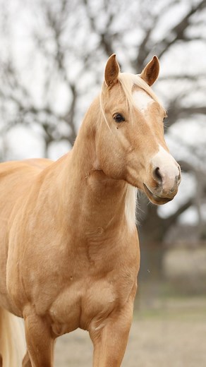The face that melts me 🫶 Brother Hayday ~ 2020 stallion by PC Frenchmans Hayday out of a daughter of Royal Shake Em Full brother to DM Sissy Hayday aka “Sister” 🎥: @carolyn_simancik | Hailey Kinsel