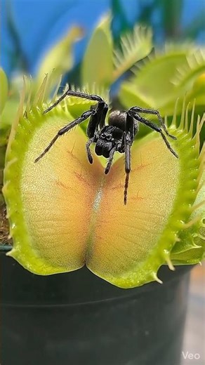 Spider vs Venus flytrap plant 😭😱😰 #nature #plants #biology #flytrap #insects #insectmacro