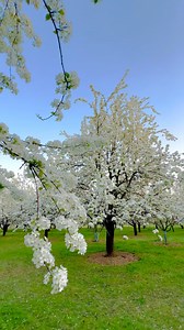 357K views · 25K reactions | Spring season 珞 . . . . . . . . . . . . . . . . . . . . . . . . #spring #springtime #springvibes #springsummer2025 #reelitfeelit #summer #naturephotography #naturelovers #mountains #nature #kashmir #reelsinstagram #summervibes #viralreels | Showkat kashmir | Facebook