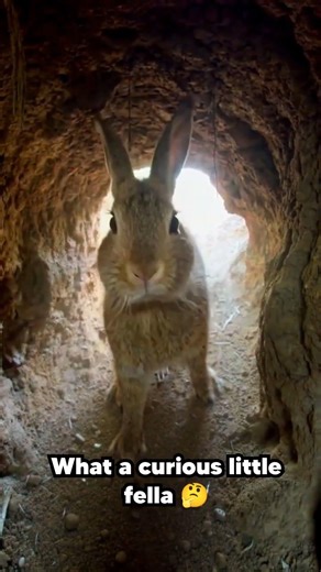 A rabbit found our hidden camera!