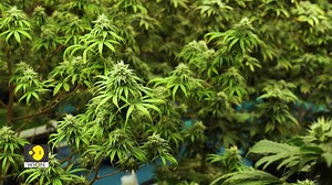 Weed Terminator: New Way To Control Weeds