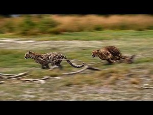 Top 10 Fastest Animals in The Planet Earth