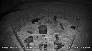 127K views · 3.1K reactions | First catch of the night gets 13 caught. Some heavyweights testing our welds on this trap! | East Texas Hog Control | Facebook