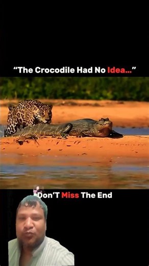 Ultimate Showdown: Leopard Attacks Huge Crocodile! 🐆⚔️🐊