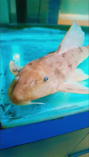 Rare Pleco Fish #plecofish #aquariumlife #shortfeed #aquarium #fishtank