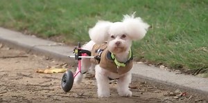 These dogs with disabilities are being trained to be therapy animals