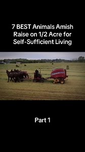 7 BEST Animals Amish Raise on 1/2 Acre for Self-Sufficient Living | animals