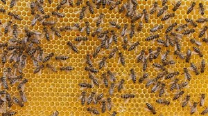 Bee dance. Individual bees with their special movements (dances) report on the area where there are honey plants.