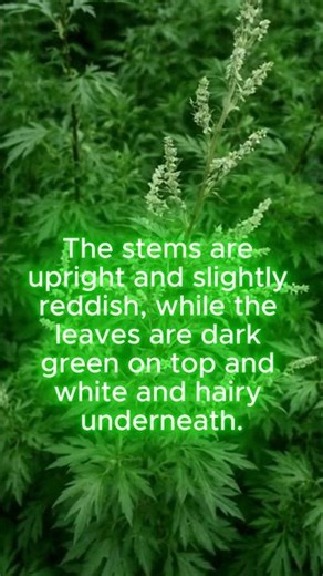 Common Mugwort What Is It? #traditionalmedicine #mugwort