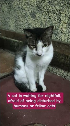 The mother cat doesn't sleep all the time, guarding her kittens, afraid of being disturbed