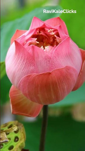 Close-Up vs. Macro Photography: What’s the Real Difference?