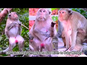 Close-up of a mother monkey giving birth. It's so hard for the mother monkey