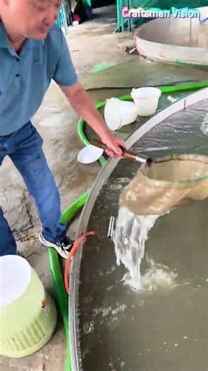Mandarin fish fry collection: Delicate seedlings from hatching raceway