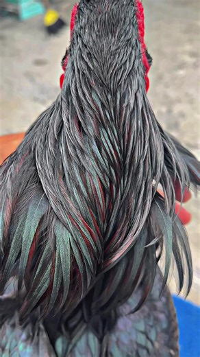 galih amunisi 2026 mu bos 😇🖤❤️#blitar24jam #ayamtelasan #wiringgalihtembus #pakhoydrumband🥁🥁🥁