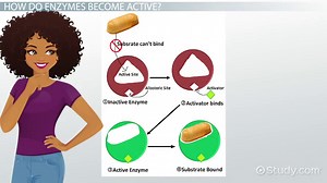 Active vs. Inactive Enzymes