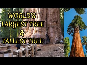 World's Largest Tree and Tallest Tree | Giant Sequoia and Hyperion Tree | By Muhammad Abbas