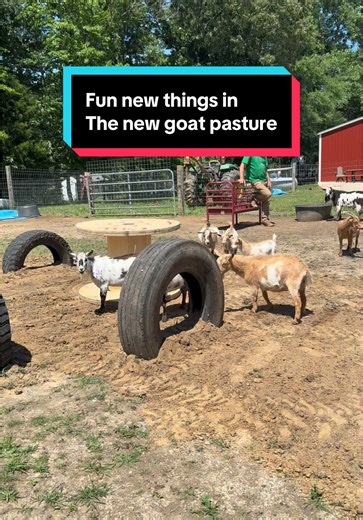 Getting the goats new area fixed up with some fun things to jump on 💜 | Goat
