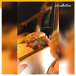 483K views · 1.7K reactions | This little girl loves this large lizard | Try Not to Laugh | Facebook