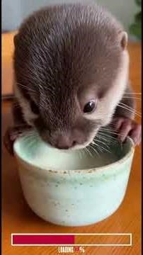 Otters Are Just Water Cats | Algorithm Cleanse