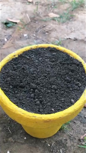 Is it possible to plant almonds? #fblifestyle | Fernando 3D