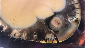 Abalone eating with radula