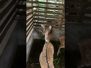 How to raise sika deer & take care of mother and baby deer # Deer breeding contact Nguyen Chi far...