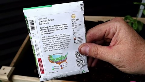 Green Bean Harvesting Tips: Get The Best Flavor And Yield