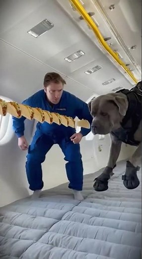 Dogs Defying Gravity Like Never Before #incredible #shorts #animals