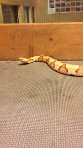 1.4K views · 14 comments | Eastern Copperhead ( Agkistrodon contortrix) | Kentucky Reptile Zoo | Facebook