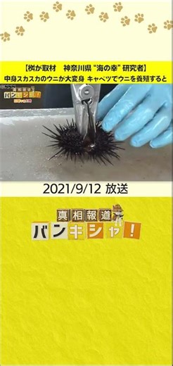 【桝が取材 神奈川県“海の幸”研究者】中身スカスカのウニが大変身 キャベツでウニを養殖すると