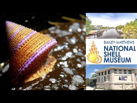 Touring the World Famous Bailey-Matthews National Shell Museum & Aquarium, Sanibel Island, Florida