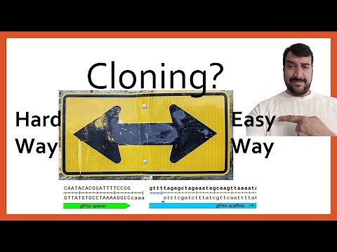 Easy CRISPR/Cas9 gRNA plasmid cloning