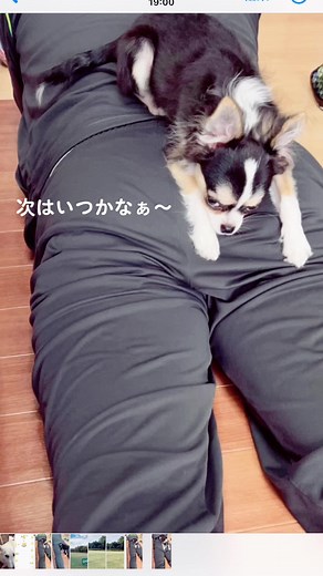 父ちゃんのお尻から出る音をいつまでも待つチワワパピー😆 #やみつき#チワワ #おなら