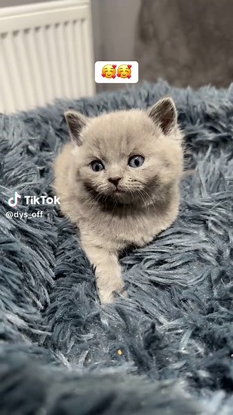 🥰🥰#miaulement #chatmignon #bebeanimal #petlover #petcat #cat #socute #chat #mignon #videoviral #viralditiktok