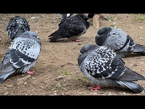 Fat Tokyo Pigeons