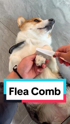 Get this Flea Comb to get rid of fleas in your dog!!🐕🐾 | Flea Removal On Dogs