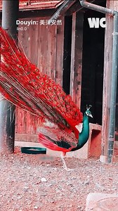 The Breathtaking Beauty of Peacocks