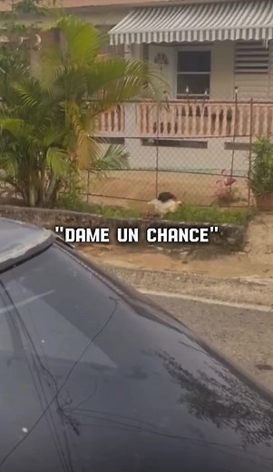 No Me Importa Que Usted Sea Mayor Que Yo - Wisin Y Yandel Ft Daddy Yankee & Baby Ranks & Tony Tun - Tu #wisinyyandel #babyranks #mayorqueyo #loslunytunes #reggaetonviejito #clasicosdelreggeaton #daddyyankee #tonytuntun #wisin #yandel #dameunchance #parati #letras #lyricsvideo #foryou #fyp #gallos #gallosdepela✧🐓❤️✧ #pr