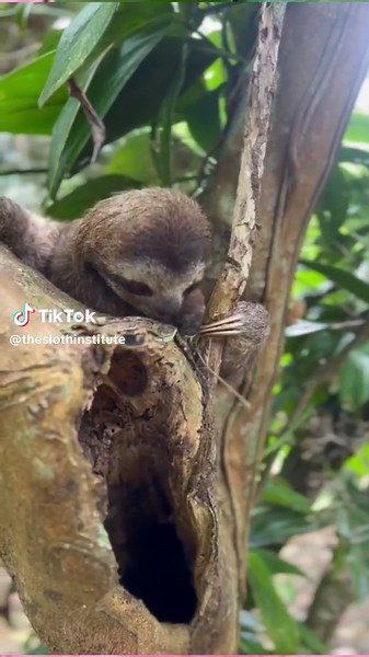 Helping Sloths Reach Release and Freedom Through Rehabilitation