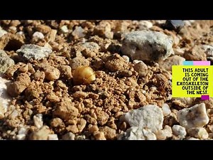 Digger Bees