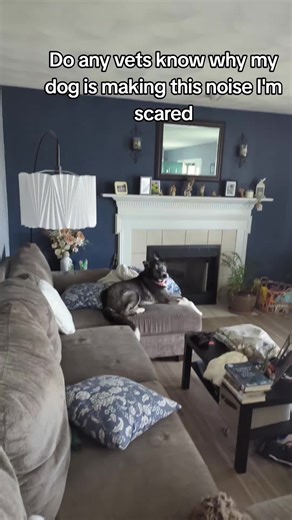 Understanding Your Husky's Noises: Expert Vet Insights