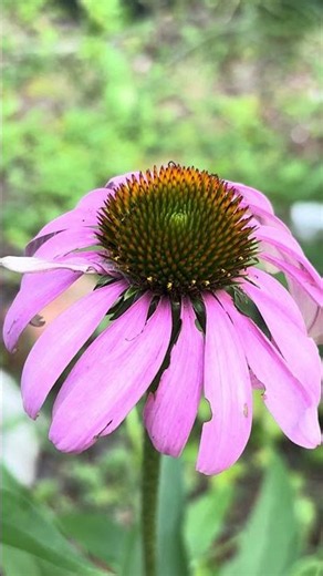 My coneflowers are blooming 💐. #flowers #garden #echinacea ￼
