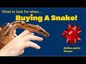Buying a snake? What to look for when buying a snake, in person and online.