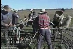 Shear Terror - Inside the Wool Industry