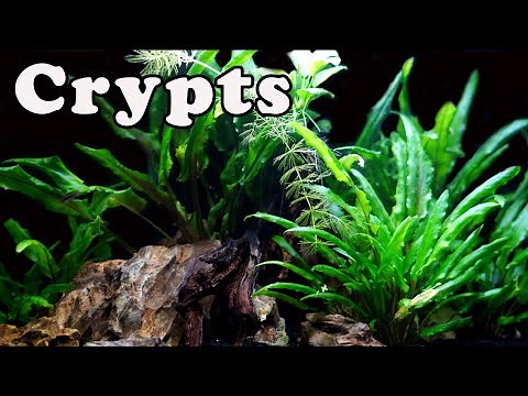 The Plant You NEED! Crypt Aquarium Plant Care