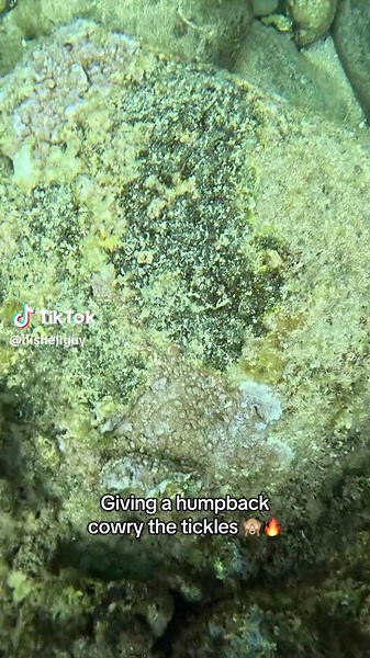 Tickling Humpback Cowry Shells: A Fun Underwater Experience