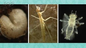 虫のたまごとよう虫のすがた | NHK for School